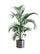 money plant