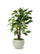 money plant